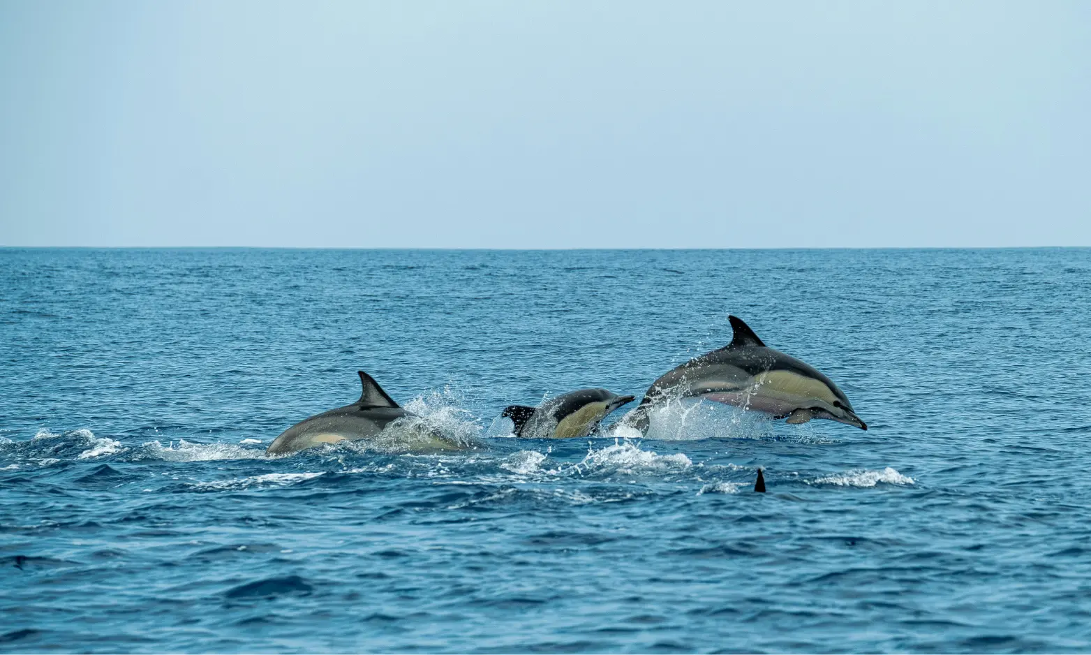 Dolphins swimming near the boat in Kundapura sea